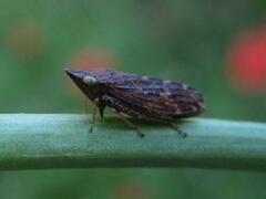 Aphrodes carinatus