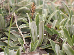 Celmisia angustifolia