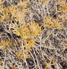 Ericameria nauseosa hololeuca