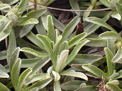 Celmisia angustifolia