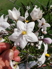 Solanum laxum