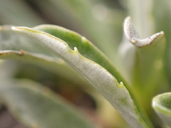 Celmisia angustifolia