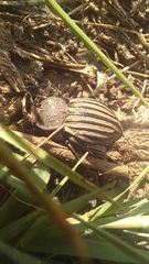 Pelecyphorus scutellaris