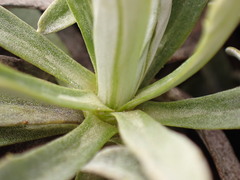 Celmisia angustifolia