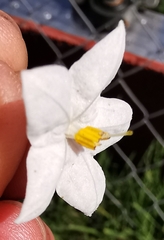 Solanum laxum