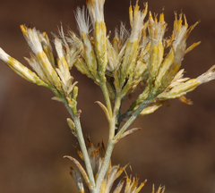Ericameria nauseosa hololeuca
