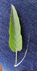 Solanum laxum