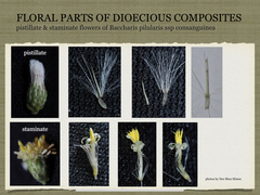 Baccharis pilularis consanguinea