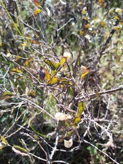 Ceanothus tomentosus