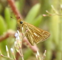 Panoquina panoquin