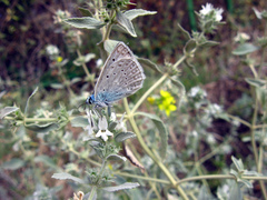 Marrubium peregrinum