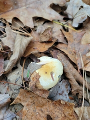Hygrophorus flavodiscus