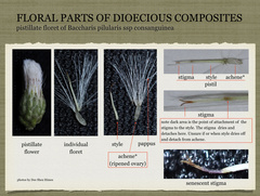 Baccharis pilularis consanguinea