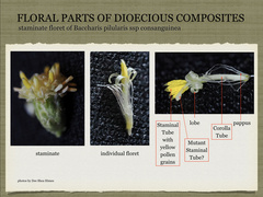 Baccharis pilularis consanguinea