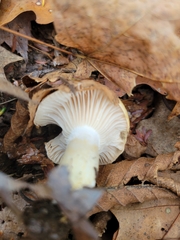 Hygrophorus flavodiscus