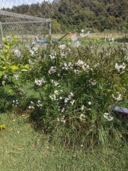 Solanum laxum