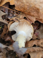 Hygrophorus flavodiscus