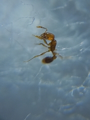 Solenopsis globularia