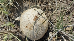 Scleroderma citrinum