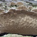 Milk-white Toothed Polypore - Photo (c) Cindi Fitzgerald, some rights reserved (CC BY-NC), uploaded by Cindi Fitzgerald
