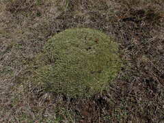 Celmisia sessiliflora