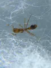 Solenopsis globularia