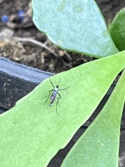 Aedes aegypti