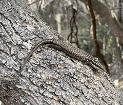 Trachylepis aureopunctata