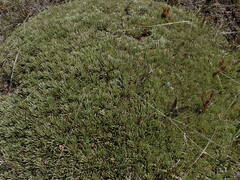 Celmisia sessiliflora