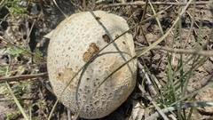 Scleroderma citrinum