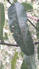 Wilsonomyces carpophilus