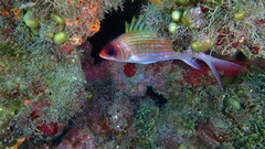 Holocentrus adscensionis