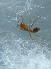 Solenopsis globularia