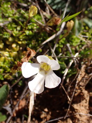 Ourisia caespitosa