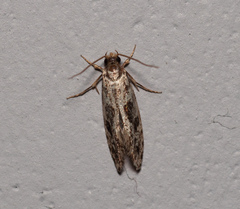 Nemapogon granella