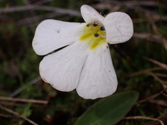 Ourisia caespitosa