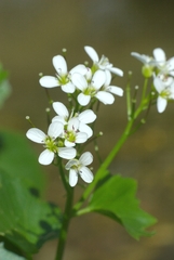 Cardamine asarifolia