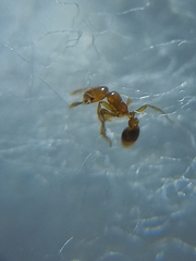 Solenopsis globularia