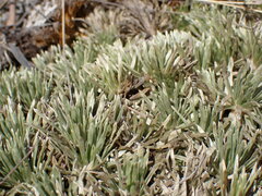 Celmisia sessiliflora