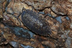Porcellio monticola