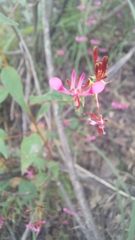 Lopezia racemosa