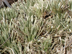 Celmisia sessiliflora