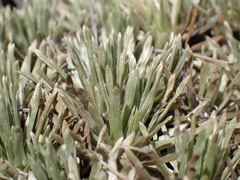 Celmisia sessiliflora