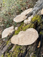 Trametes aesculi
