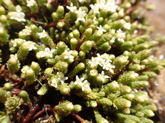 Kelleria dieffenbachii