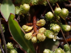 Kelleria dieffenbachii