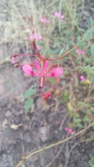 Lopezia racemosa