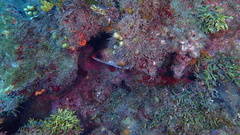 Holocentrus adscensionis