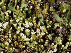 Kelleria dieffenbachii