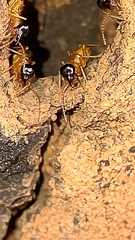 Constrictotermes cyphergaster